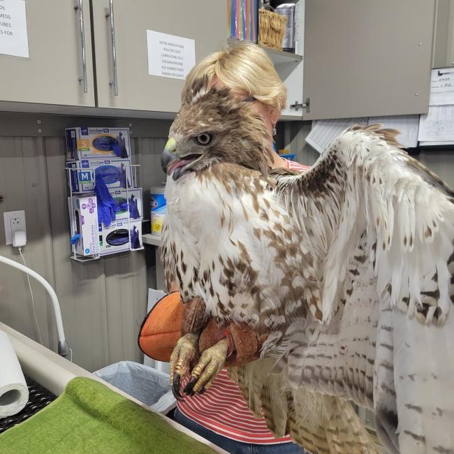 Raptor Rehabilitation Centers : Raptor Conservation Alliance – TEPEHL