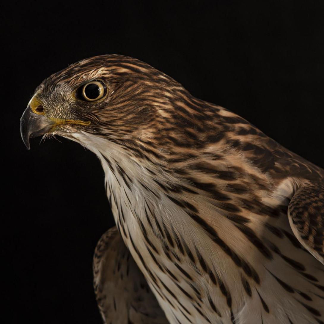 Soaring Raptors Photographing Raptors Turns into a Labor of Love | Soarin' Hawk Raptor ...